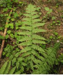 Photo Textures of Forest